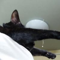 そら猫