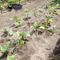 種蒔きスイカの苗を植え付け