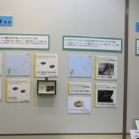 企画展　ゴキの真実「のぞいて楽しむゴキブリの世界」（2025）・・・鹿児島県立博物館