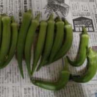 野菜達 