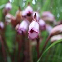 紫銀唐松など～神代植物公園