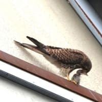 無事に巣立った4兄弟