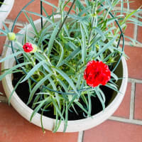 今年の植木→越冬カーネーションとクレマチス以外はイマイチ(＞ ＜)