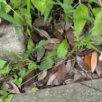 オサンポ walk - 植物plant : ホタルブクロが Campanula punctata