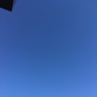 「桜足踏み」