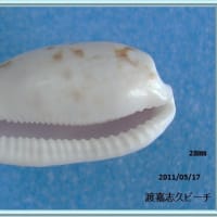 エダカラ