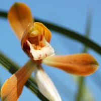 Oriental orchid