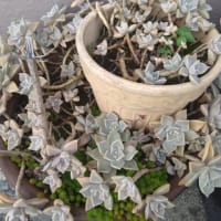 発芽しました