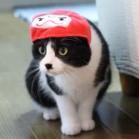 ちこが虹の橋を渡りました