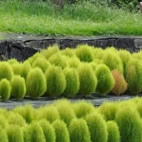 咲くやこ花館前池のトンボと百日紅