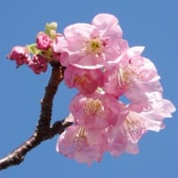 ヨウコウ　〈陽光桜〉　