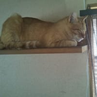 サクちゃんの特等席