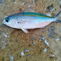 サビキ釣りしてきました！