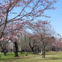 2024.03.29 万博記念公園一輪見つけたソメイヨシノと陽光桜