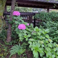 アジサイの花、高麗神社で