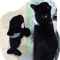 シャチのぬいぐるみ