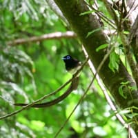 サンコウチョウ　ブッポウソウとフジの花／岡山県