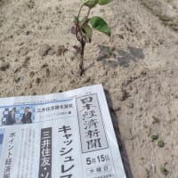 5月15日