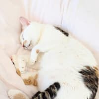 白三毛リンちゃん　紫陽花