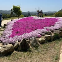 広島旅行2日め ＜世羅高原農場　花夢の里の芝桜＞
