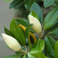 タイサンボク