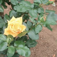 ベルモント公園のバラ 1