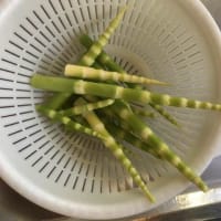 タケノコ採り