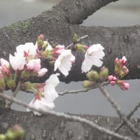 曇天の市内を散歩中に開花した桜を見つけた