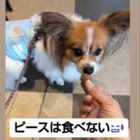 ドッグカフェメイプルさんへ