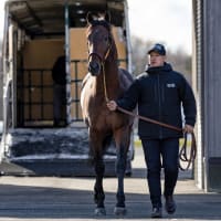 【シュネルマイスター(Schnell Meister)】がスタッドイン