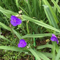 カキツバタほか庭に咲いた花