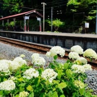 SLパレオエクスプレスと貨物列車（秩父鉄道 2025.6.22撮影）
