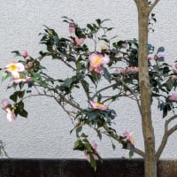 ２５日です・・・