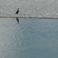 鵜とサギ