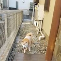 クリンへの想いは尽きなくて・・・307