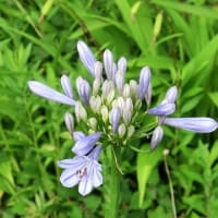 「アバがンサス」の花、バージン花です。