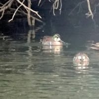 06/23探鳥記録写真：２月に出会った鳥たち②