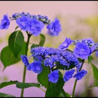 「初夏の山野草展」