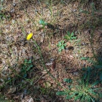 コットン畑の腐葉土と赤塚公園の花