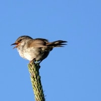 05/21探鳥記録写真：はまゆう公園の鳥たち（ウグイス、コゲラ、ホオジロ、カワラヒワ、）