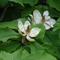 ５月　２２日