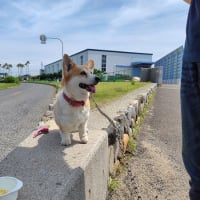 連日のゲリラ豪雨