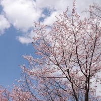 北国の桜