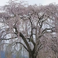 長野県和美（なごみ再投稿）の枝垂れ桜
