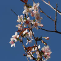 ヒマラヤ桜を見行って来ました、が、
