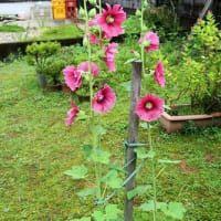 夏の花「タチアオイ」も開花。