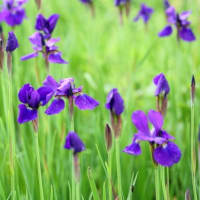 夏の花達２）アヤメの仲間