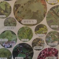 薬草料理