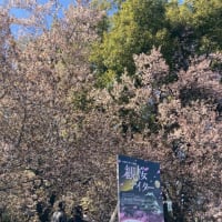 桜の日🌸