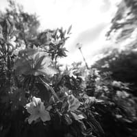α1Ⅱ ２５．０４．３０ Part2